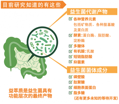 19世纪初,俄国科学家梅契尼科夫首次提出酵母菌对人体健康有益的研究