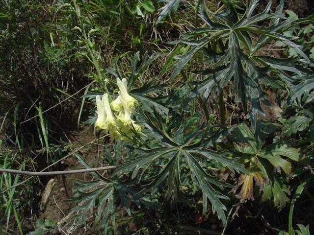 拼音niú biǎn別名曲芍來源毛茛科烏頭屬植物牛扁aconitum ochran